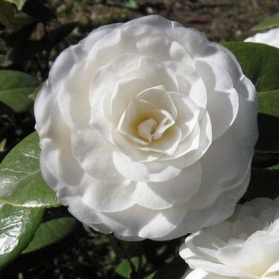 CAMELLIA japonica / Camellia japonais