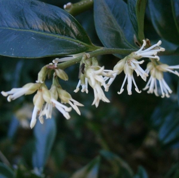 SARCOCOCCA