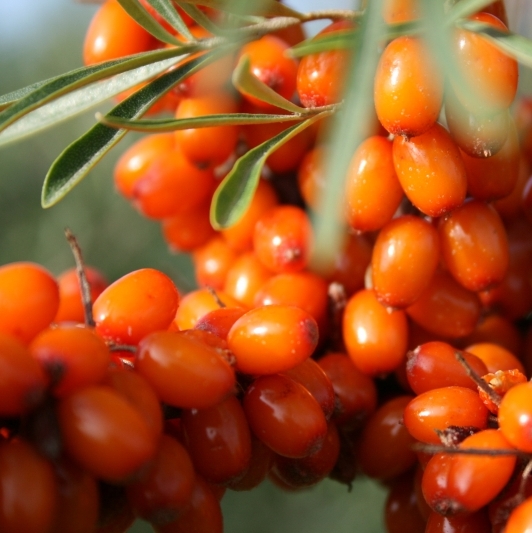 HIPPOPHAE / Argoussier