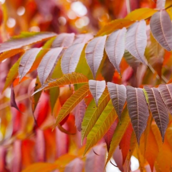 RHUS / Sumac