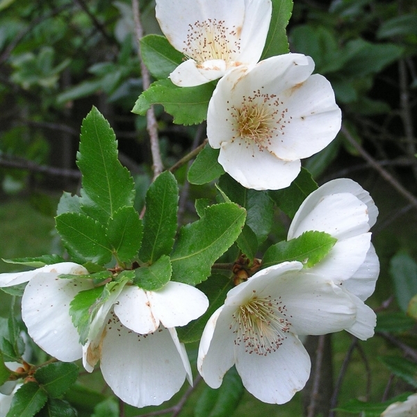 EUCRYPHIA