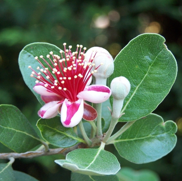 ACCA / FEIJOA