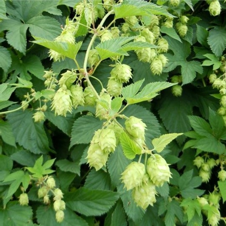 HUMULUS / Houblon