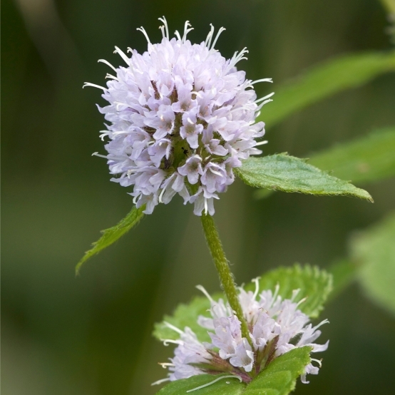 MENTHA / Menthe