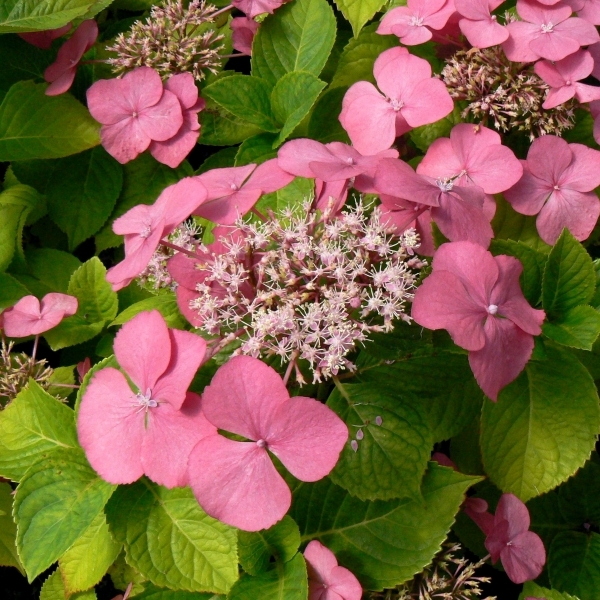 HYDRANGEA macrophylla / Hortensia à grandes feuilles