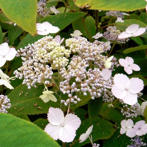 HYDRANGEA / Hortensia