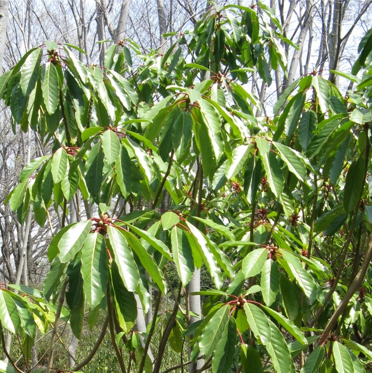 DAPHNIPHYLLUM