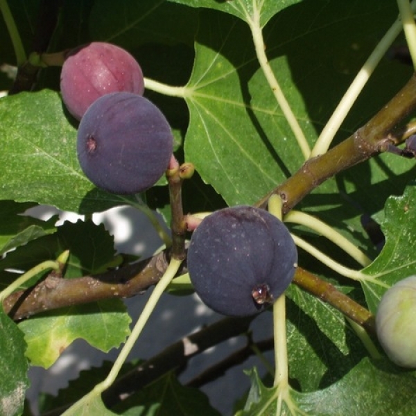 Ficus carica / FIGUIER