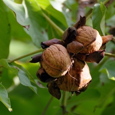 Juglans regia / NOYER