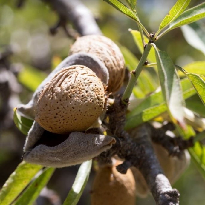 Prunus dulcis / AMANDIER