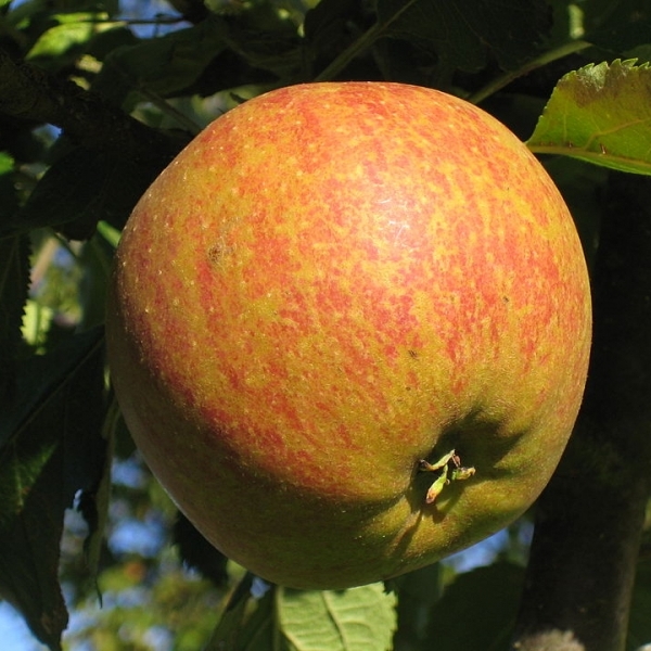 Malus communis / POMMIER