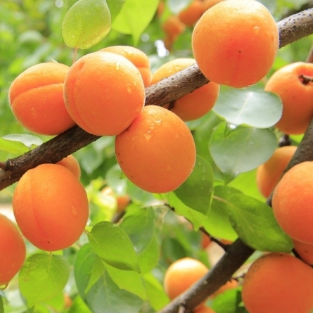 Prunus armeniaca / ABRICOTIER