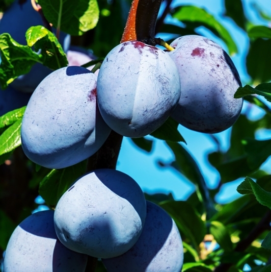Prunus domestica / PRUNIER