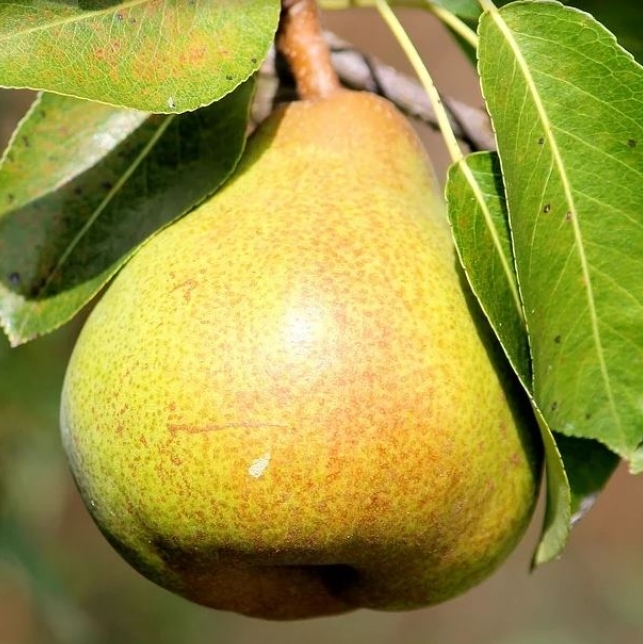 Pyrus communis / POIRIER