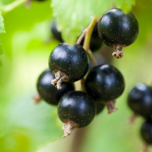 Ribes nigrum / CASSIS ET CASSEILLE