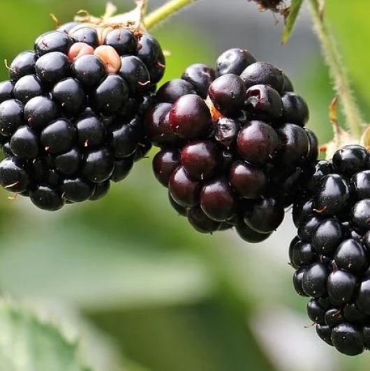 Rubus blackberry / MÛRE