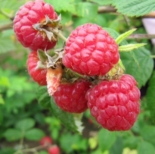 Rubus idaeus / FRAMBOISIER