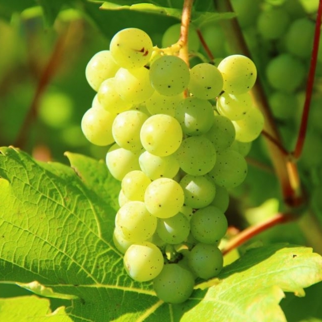 Vitis vinifera / VIGNE A RAISIN