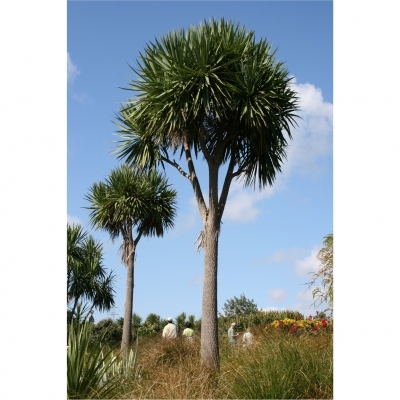 CORDYLINE