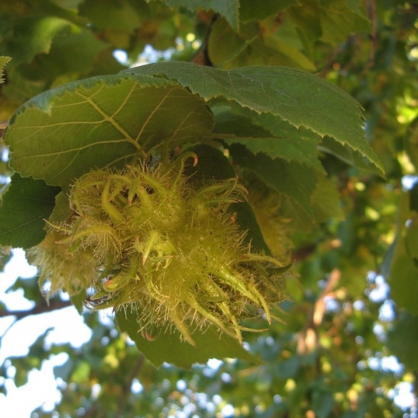 CORYLUS / Noisetier