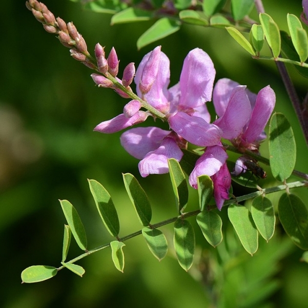 INDIGOFERA