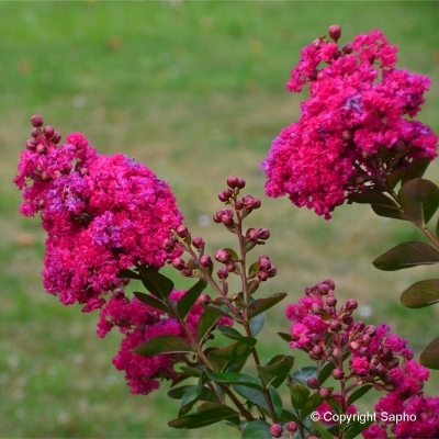 LAGERSTROEMIA / Lilas des Indes