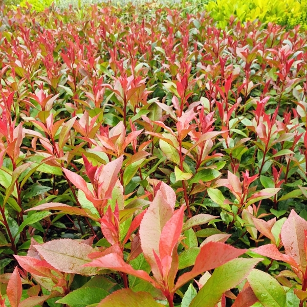 PHOTINIA