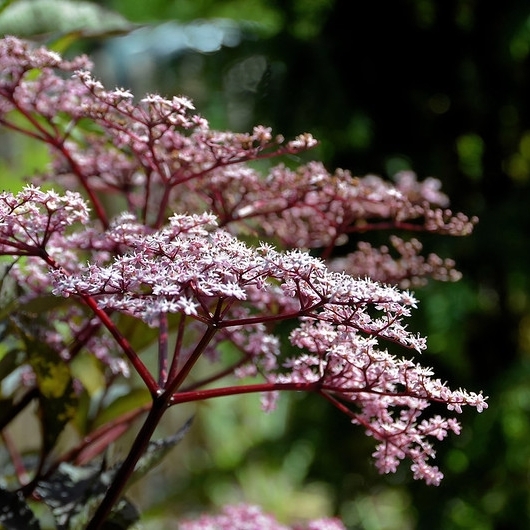 SAMBUCUS / Sureau