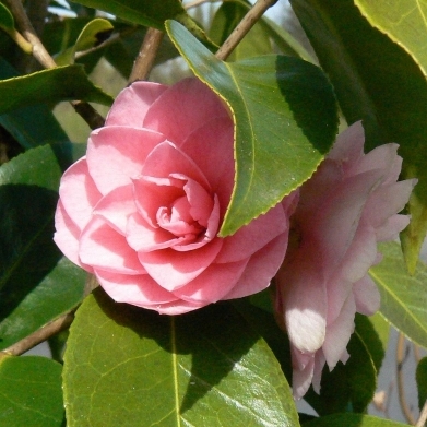 CAMELLIA hybride