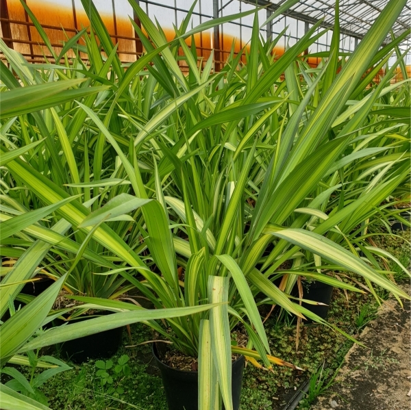 PHORMIUM / Lin de Nouvelle-Zélande