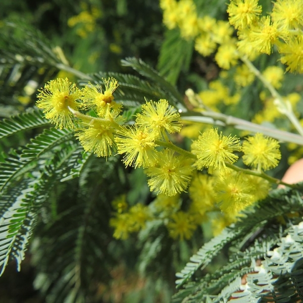 ACACIA / Mimosa