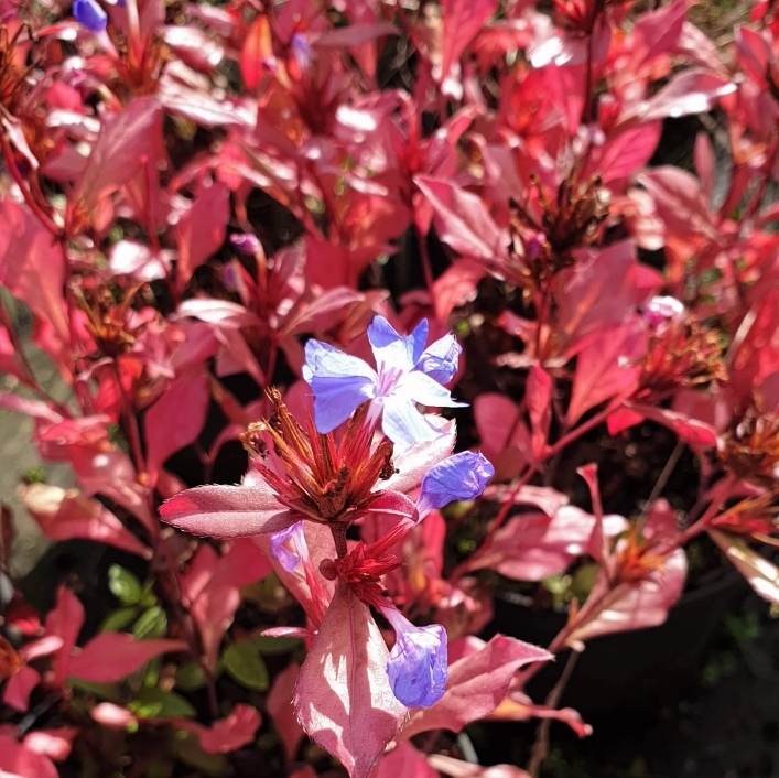 CERATOSTIGMA