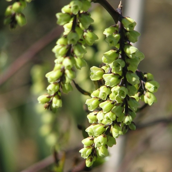 STACHYURUS