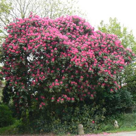 Plantes de terre de bruyère