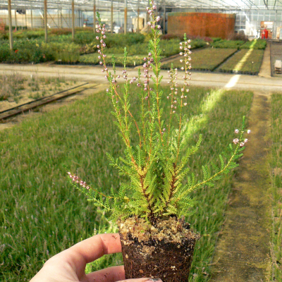 erodium